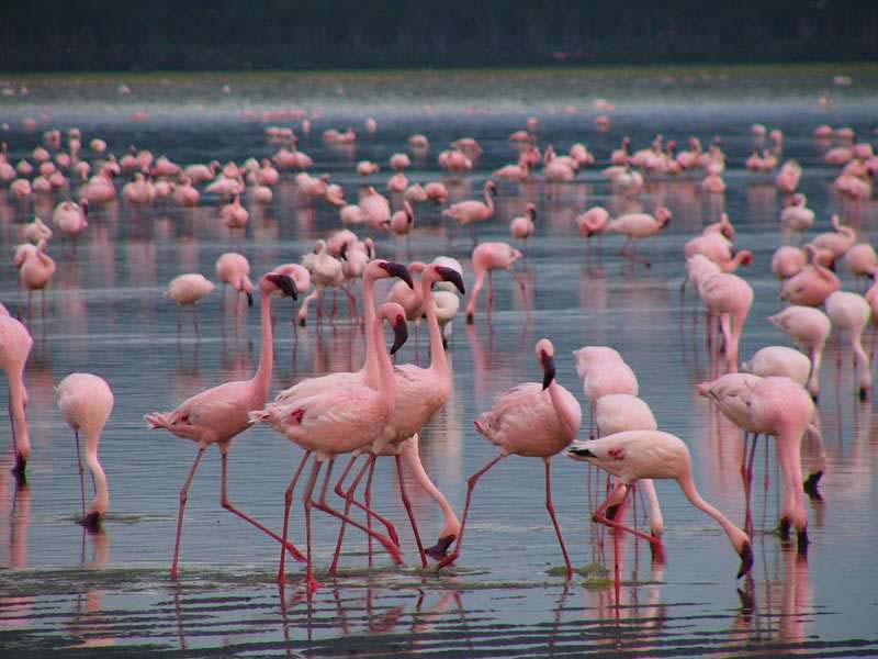 Wildlife